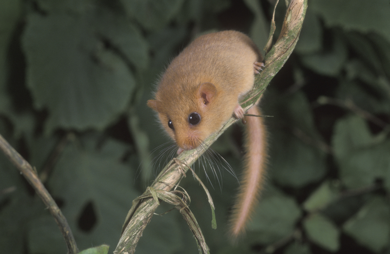 Quels répulsifs naturels contre les loirs ?